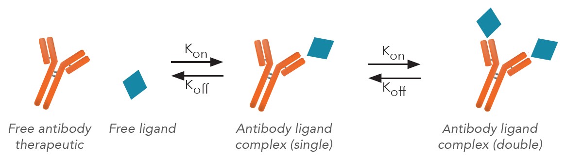 Free and complexed antibody equilibrium Free and complexed antibody equilibrium