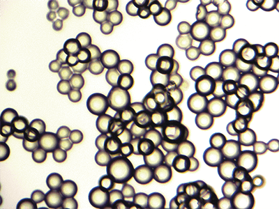 Microscopy image of the activated agarose filter material 