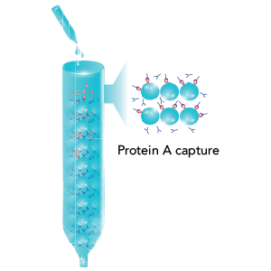 Protein A Capture