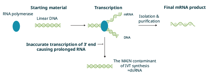 In vitro transcription (IVT) in mRNA synthesis blog