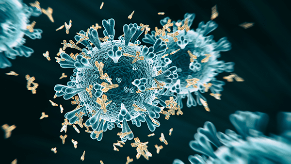 antibodies targeting the viral capsid
