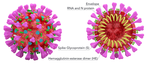 Cross-sectional model of coronavirus