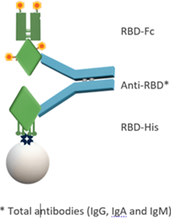 Antibody