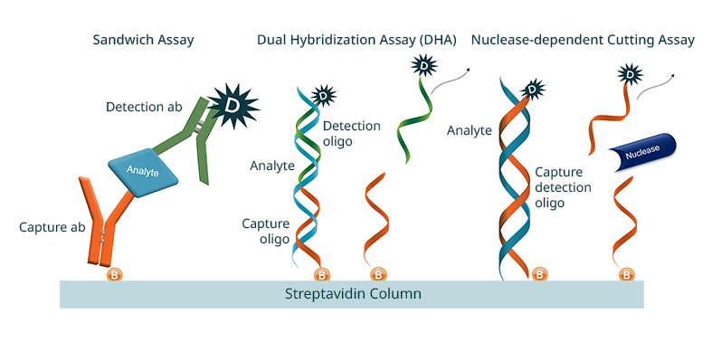 Automated hybridization assays to measure ASO drug levels in biological  samples image
