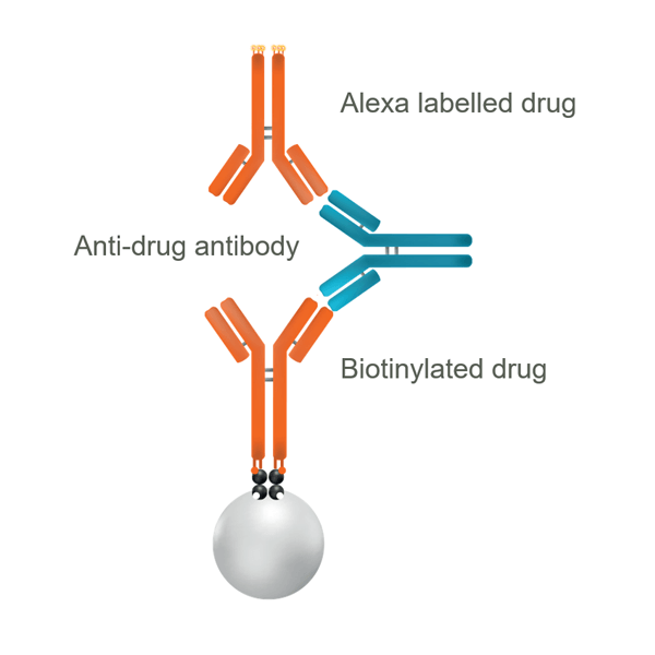 Drug-specific sandwich ADA assay