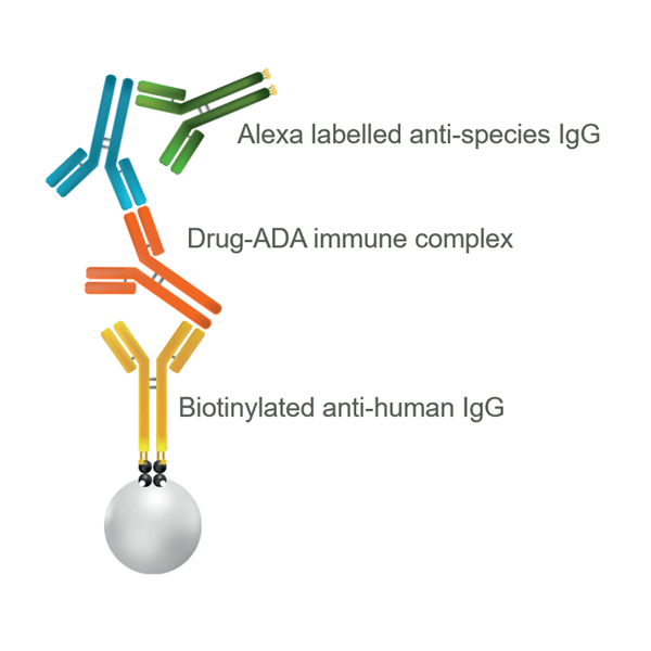 Generic ADA Assay Detecting Immune Complexes