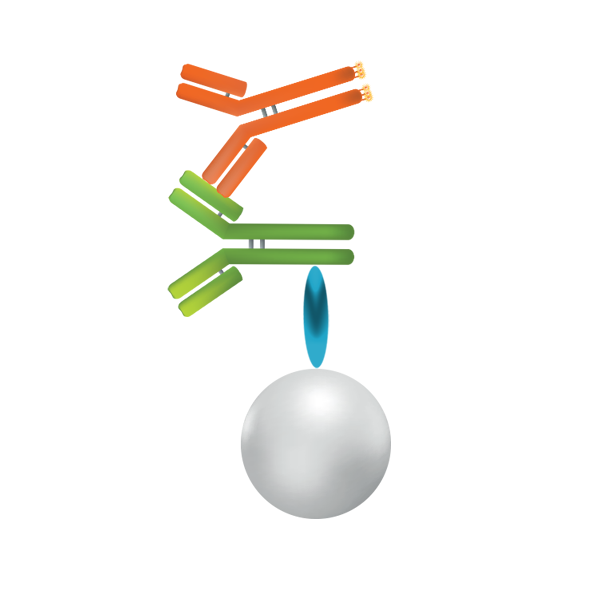 Gyrolab 2G Generic PK sandwich assay diagram